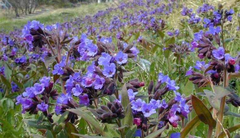 Lungwort is used to prepare infusions that promote penis enlargement
